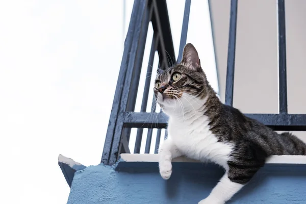 Gato Bonito Borda Varanda Olhando Para Longe Tiro Baixo — Fotografia de Stock