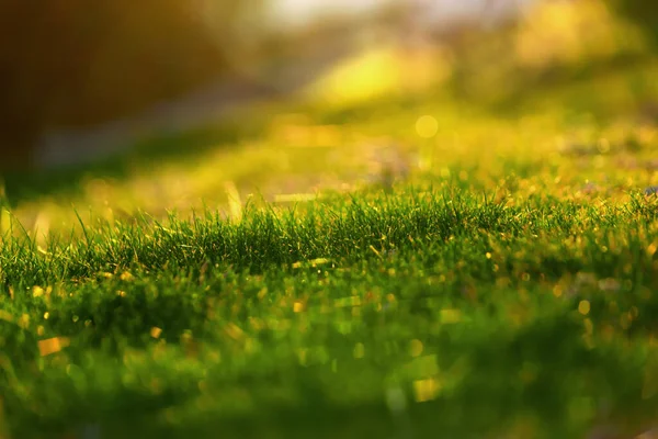 Bright green grass low angle selective focus. Close up. Texture background concept.