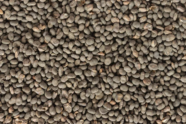 Las semillas secas orgánicas Babchi (Psoralea Corylifolia) cierran la textura. Plantilla fondo. Bakuchiol - retinol concepto alternativo . — Foto de Stock