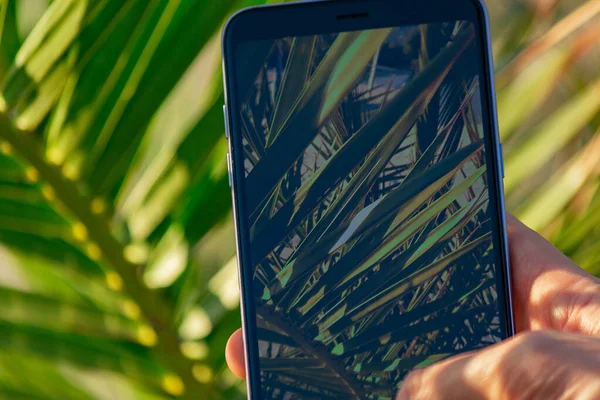 Man Hands Hold Smartphone Close Palm Tree Leafs Taking Picture — Stock Photo, Image