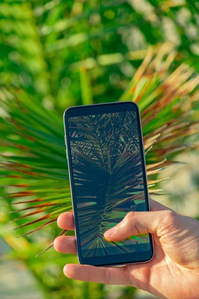 Man hands hold smartphone close to palm tree leafs taking a picture. Focus on smartphone screen, blurred background. Instagram photographer concept — Stock Photo, Image