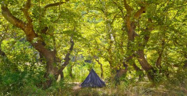 Yazın yeşil ağaçlı orman