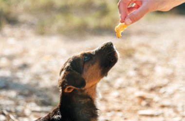 Yavru köpeği besleyenin yakın görüntüsü