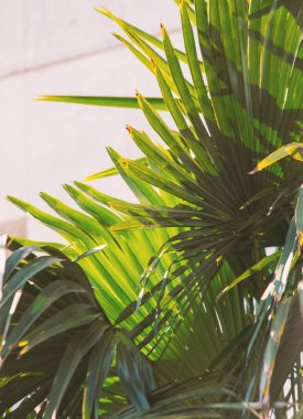 Yeşil yapraklı palmiye dalı