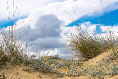 Çimenli kum tepeleri ve arka planda bulutlu gökyüzü. Boş manzara.