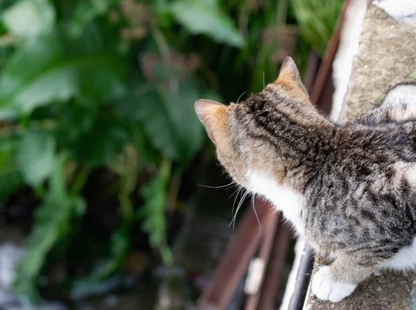 Cute Tabby Cat Sitting Balcony — Stock Photo, Image