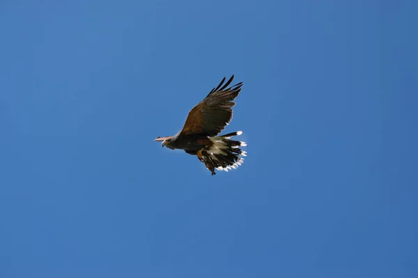 Harris hök flyger mot klarblå himmel. Utsikt underifrån. Koncept för fågelskådarutbildning. — Stockfoto