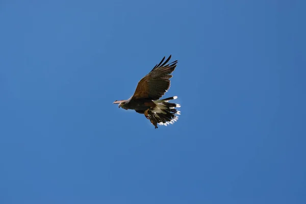 Faucon Harris volant contre un ciel bleu clair. Vue du bas. Concept de formation des observateurs d'oiseaux . — Photo