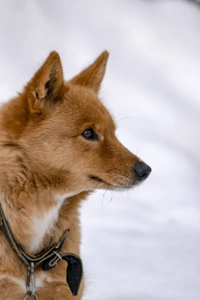 冬の庭の赤い犬の肖像画 — ストック写真