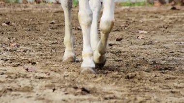 Beyaz atın bacaklarını kapat ağır çekimde yürü, seçici odaklan.
