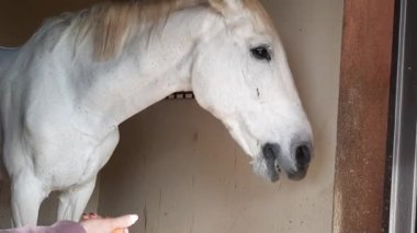 Atı havuçla besleyen kadını kapatın..