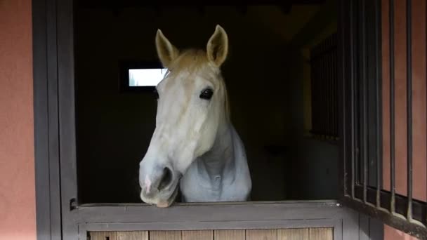 Vit Häst Stallfönstret Ranch — Stockvideo