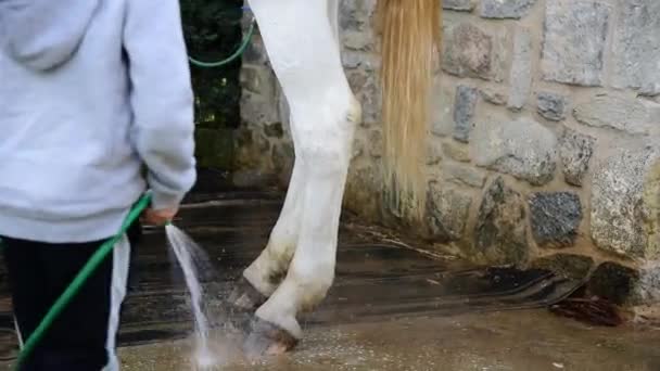 Παιδί Πλένει Άσπρο Άλογο Μετά Βόλτα — Αρχείο Βίντεο