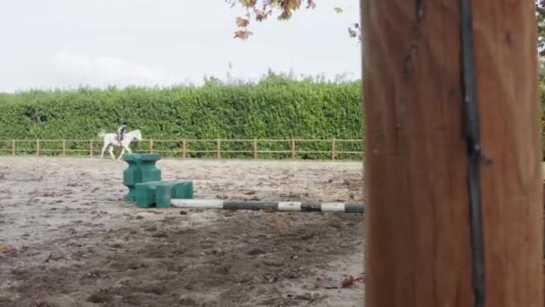 Entrenamiento Equitación Mujer Con Caballo Blanco Pasando Una Barrera — Vídeo de stock