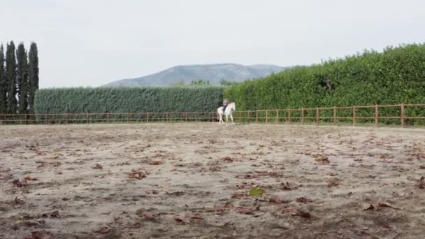 Femme Cheval Blanc Pendant Les Cours Sur Ranch — Video