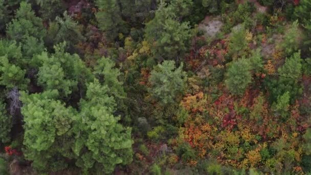 Воздушная Съемка Леса Соснами Осенью — стоковое видео