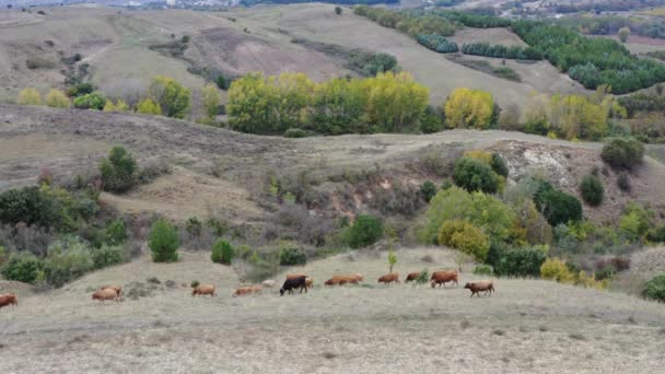 Vista Aérea Das Vacas Que Pastam Campo — Vídeo de Stock