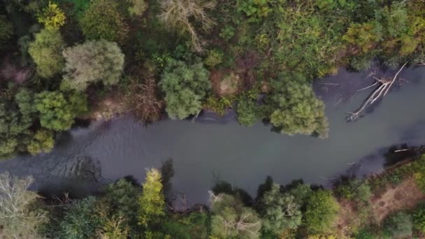 Vista Aérea Del Pequeño Río Bosque Durante Otoño — Vídeo de stock