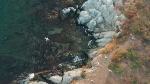 Plan de suivi de mouette volant au-dessus de la côte rocheuse et de la mer bleue, vidéo de drone aérien .