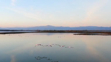 Pembe flamingolu Lakeside, doğa geçmişi var..