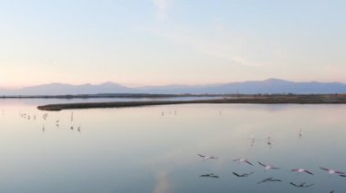 Pembe flamingolu Lakeside, doğa geçmişi var..