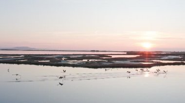 Pembe flamingolu Lakeside, doğa geçmişi var..