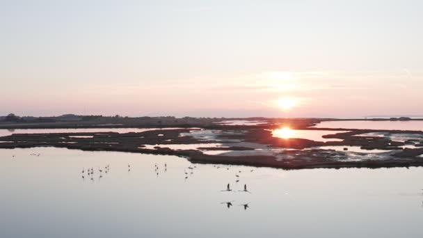 Lakeside Met Roze Flamingo Natuur Achtergrond — Stockvideo