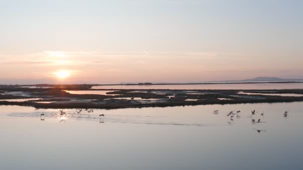 Pembe Flamingolu Lakeside Doğa Geçmişi Var — Stok video