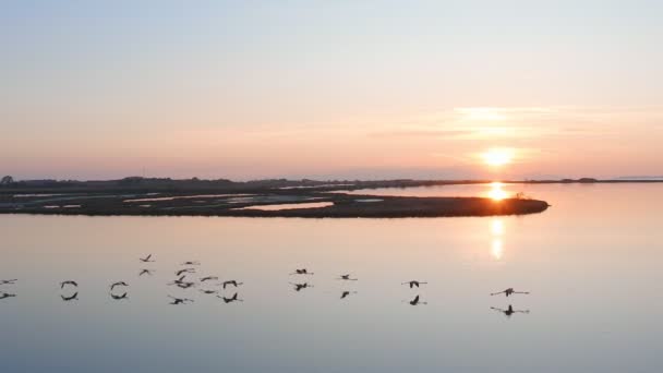 Lakeside Met Roze Flamingo Natuur Achtergrond — Stockvideo