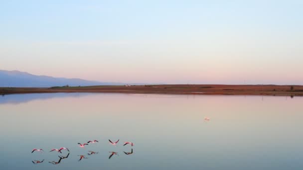Lakeside Ροζ Φλαμίνγκο Φόντο Της Φύσης — Αρχείο Βίντεο