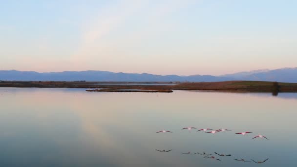 분홍색 플라밍고 자연의 — 비디오