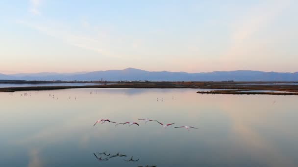 Lakeside Met Roze Flamingo Natuur Achtergrond — Stockvideo