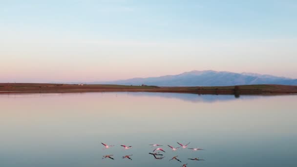 ピンクのフラミンゴと湖畔 自然背景 — ストック動画