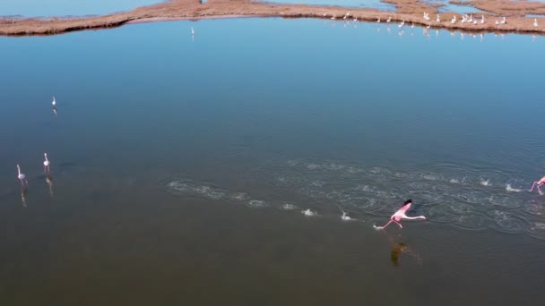 Bord du lac avec flamants roses, fond nature .