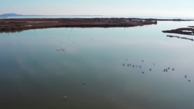 Pembe flamingolu Lakeside, doğa geçmişi var..
