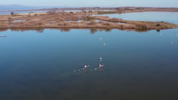 Seeufer Mit Rosa Flamingos Naturhintergrund — Stockvideo