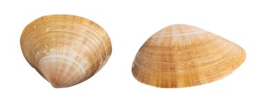 deniz kabuğu beyaz üzerine izole.