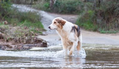 Köpek nehri geçiyor..