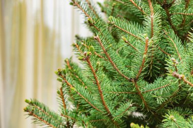 Noel ağacı dalları yakın..