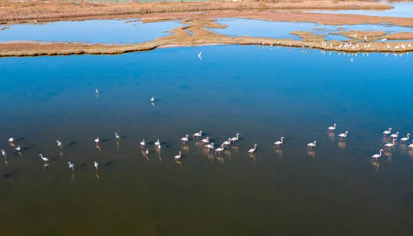 Озеро с фламинго . — стоковое фото