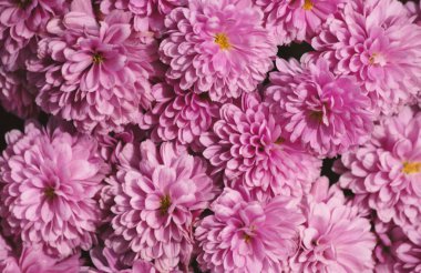 Pembe çiçekli arkaplan dokusu.