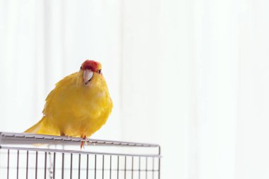 Red crowned yellow Kakariki bird sitting on top of the cage and looking at camera clipart