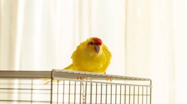 Red crowned yellow Kakariki bird sitting on top of the cage and looking at camera clipart