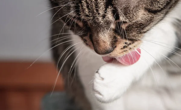 Primo Piano Gatto Leccare Suo Pow Superficiale Profondità Campo Soft — Foto Stock