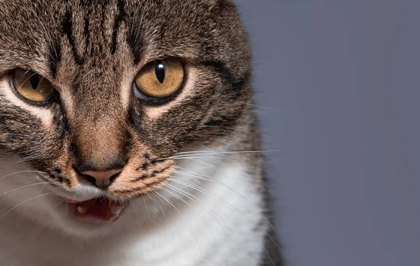 閉じますアップポートレートの怒っている猫とともにオープン口 コピースペース — ストック写真