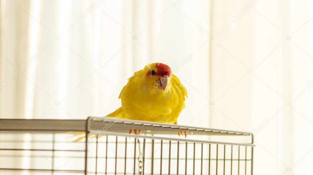 Red crowned yellow Kakariki bird sitting on top of the cage and looking at camera