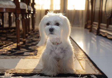 Beyaz Malta köpeği lüks bir evde yerde oturuyor.. 