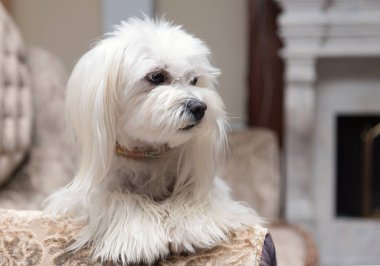 Beyaz Malta köpeği lüks evdeki kanepede yatıyor.. 