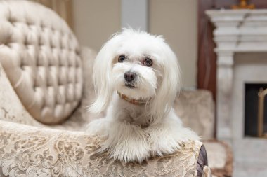 Beyaz Malta köpeği lüks evdeki kanepede yatıyor.. 