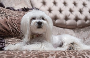 Beyaz Malta köpeği lüks evdeki kanepede yatıyor.. 